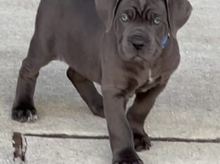 Bleu Is For You!!!