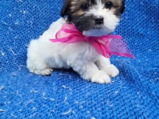 Fluffy Malshih puppies