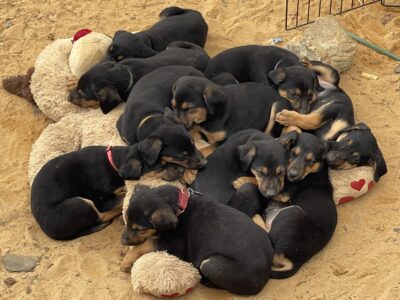 Doberman Shepherd