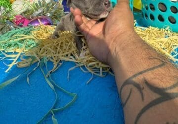 Blue nose pitbull puppies