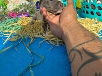 Blue nose pitbull puppies