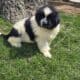 Akc registered Newfoundland puppy