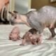 Just Born Sphynx Kittens TICA Purebred