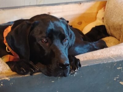 Black lab puppies