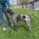 German Shorthair Pointer Puppies