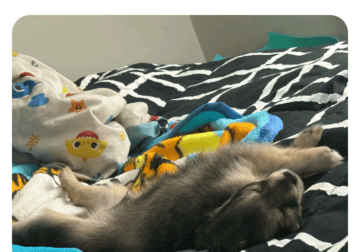 Pomeranian-Chihuahua puppies for Sale