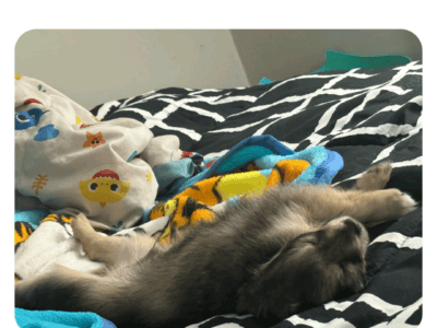 Pomeranian-Chihuahua puppies for Sale