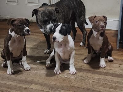 Bougie and Choppa pups
