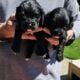 Cavapoo Puppies
