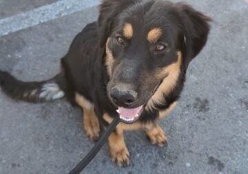 German shepherds mix