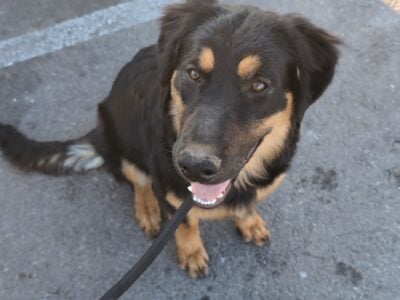 German shepherds mix