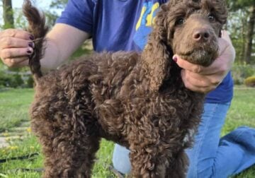Standard Poodle puppy