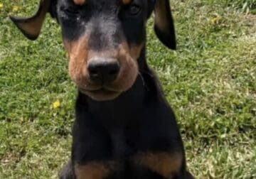 Doberman puppy’s