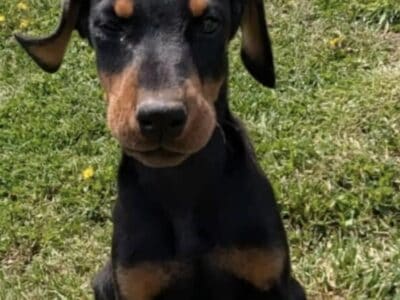 Doberman puppy’s