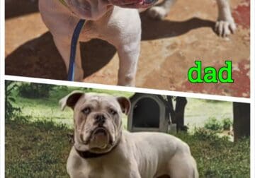 Olde English Bulldog puppies