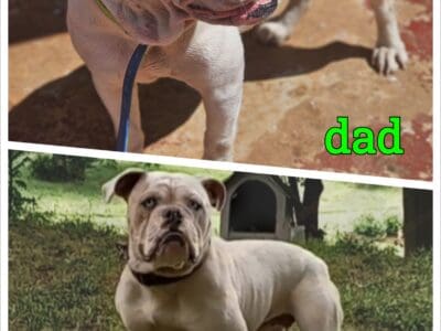 Olde English Bulldog puppies