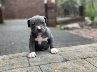 XL Bully ABKC Registered Blue Merle Male