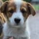 Pembroke Welsh Corgi