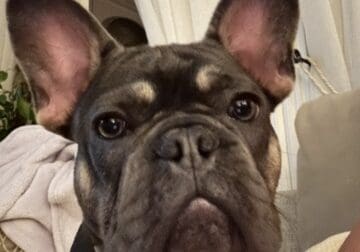 1 yr old male Frenchie- Housebroken & playful