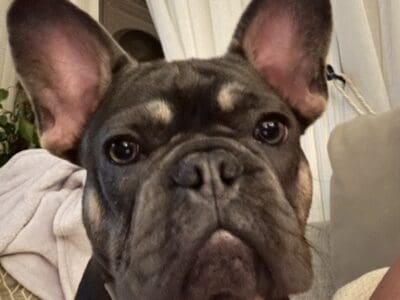 1 yr old male Frenchie- Housebroken & playful