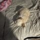 Golden doodle puppy 14 weeks old