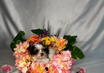AKC YORKIE PUPPY