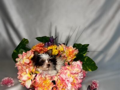 AKC YORKIE PUPPY