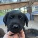 Labrador Puppies for Sale