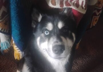 SIBERIAN HUSKY NEEDS NEW LOVING HOME BY APRIL 29TH