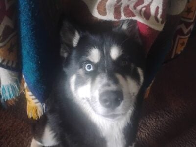 SIBERIAN HUSKY NEEDS NEW LOVING HOME BY APRIL 29TH