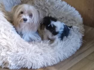 APRI REGISTERED PARTI YORKIE T CUP PUP LICENSED