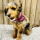 Mini Aussiedoodle/Aussiepoo