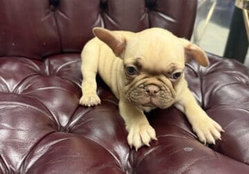 French bulldog puppy