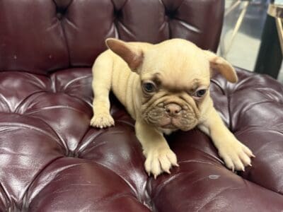 French bulldog puppy