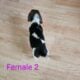 Female Beagle Puppies