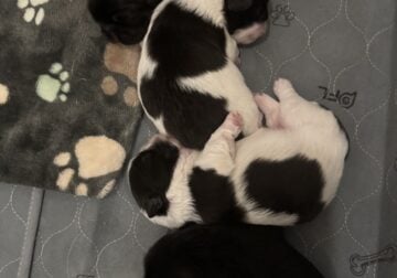 Pekingese Puppies