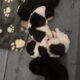Pekingese Puppies