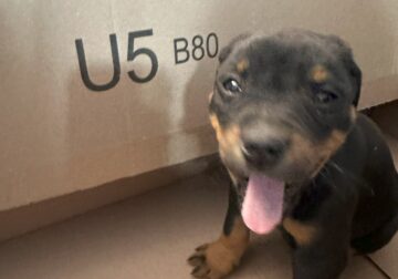 Puppies mixed breed