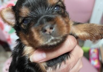 Tiny AKC Yorkie Male for Sale Will be ready soon