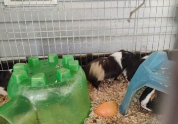 Guinea pigs
