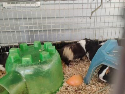 Guinea pigs