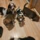 Female Beagle Puppies