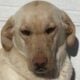Yellow Lab