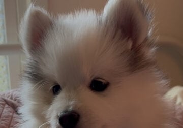 TOY POMSKY PUPPIES 🐾 – PRICE LOWERED