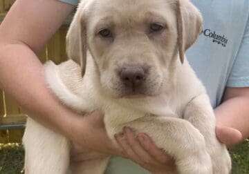 9 week old Yellow Dudley Labrador Retriever