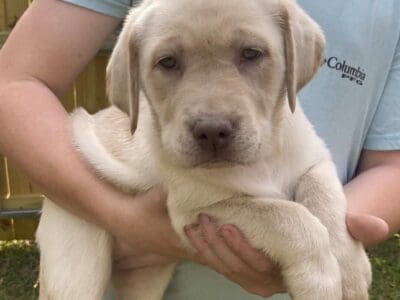 9 week old Yellow Dudley Labrador Retriever