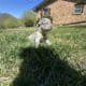 AKC French Bulldog Lilac & Tans & Merles