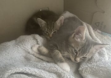 Free kittens