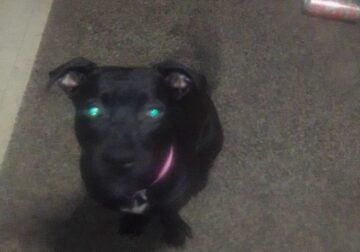 Lab mixed