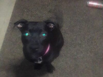 Lab mixed
